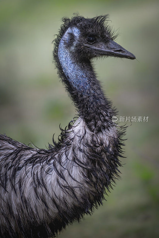 雨中的鸸鹋(Dromaius novaehollandiae)